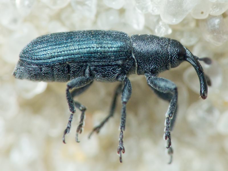 Mecinus Germar, 1821